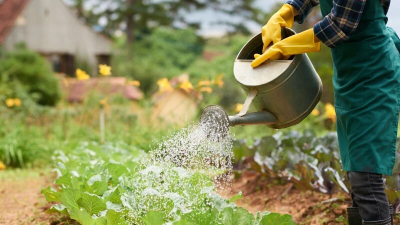     Полив. freepik.com/pressfoto