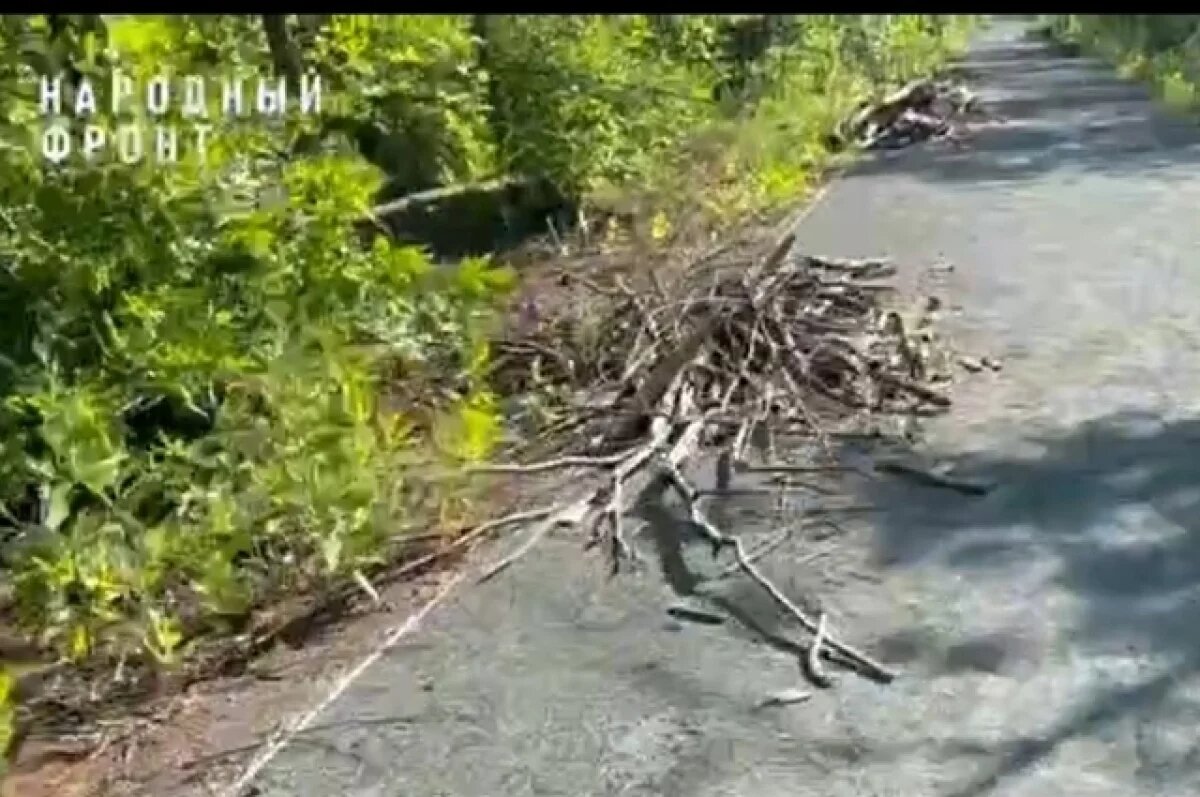    Оренбуржцы жалуются на заваленный сухостоем парк «Берёзка»