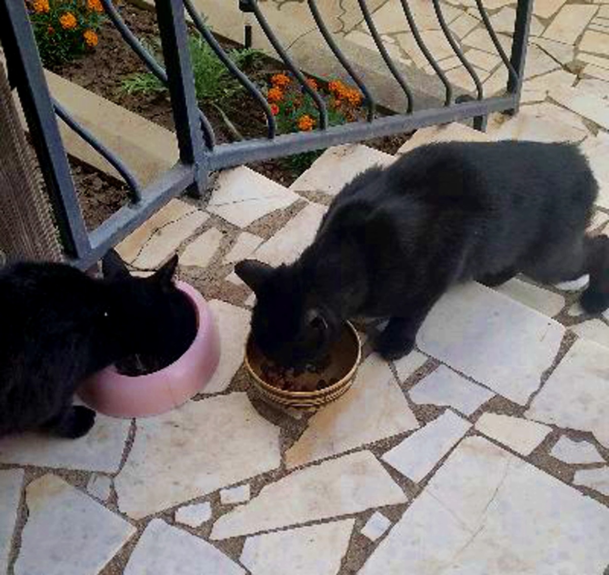 Справа наш гость. Крупный кот.