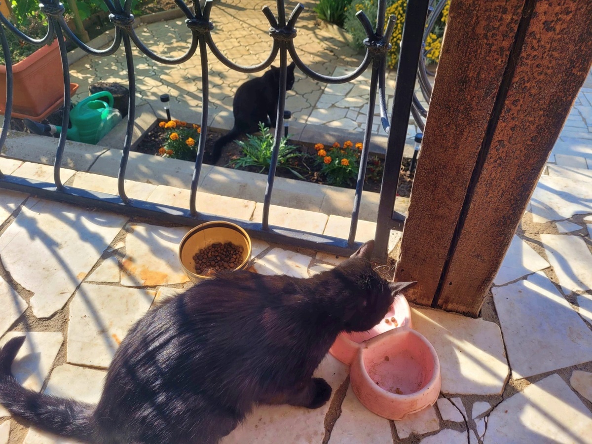 Черныш на заднем плане