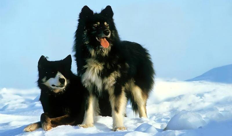 Сахалинские хаски