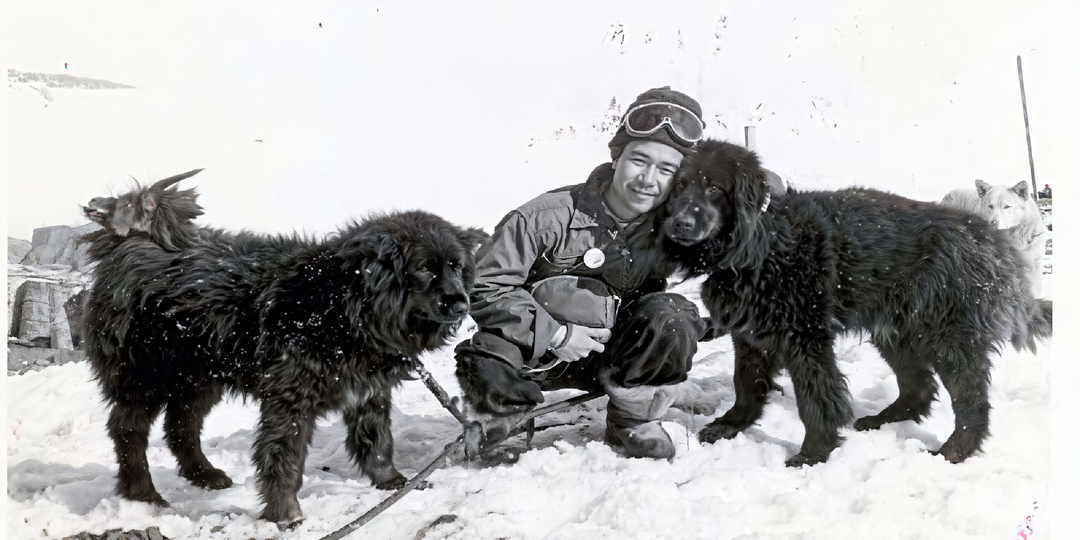 Люди бросили собак в Антарктиде: что с ними стало?