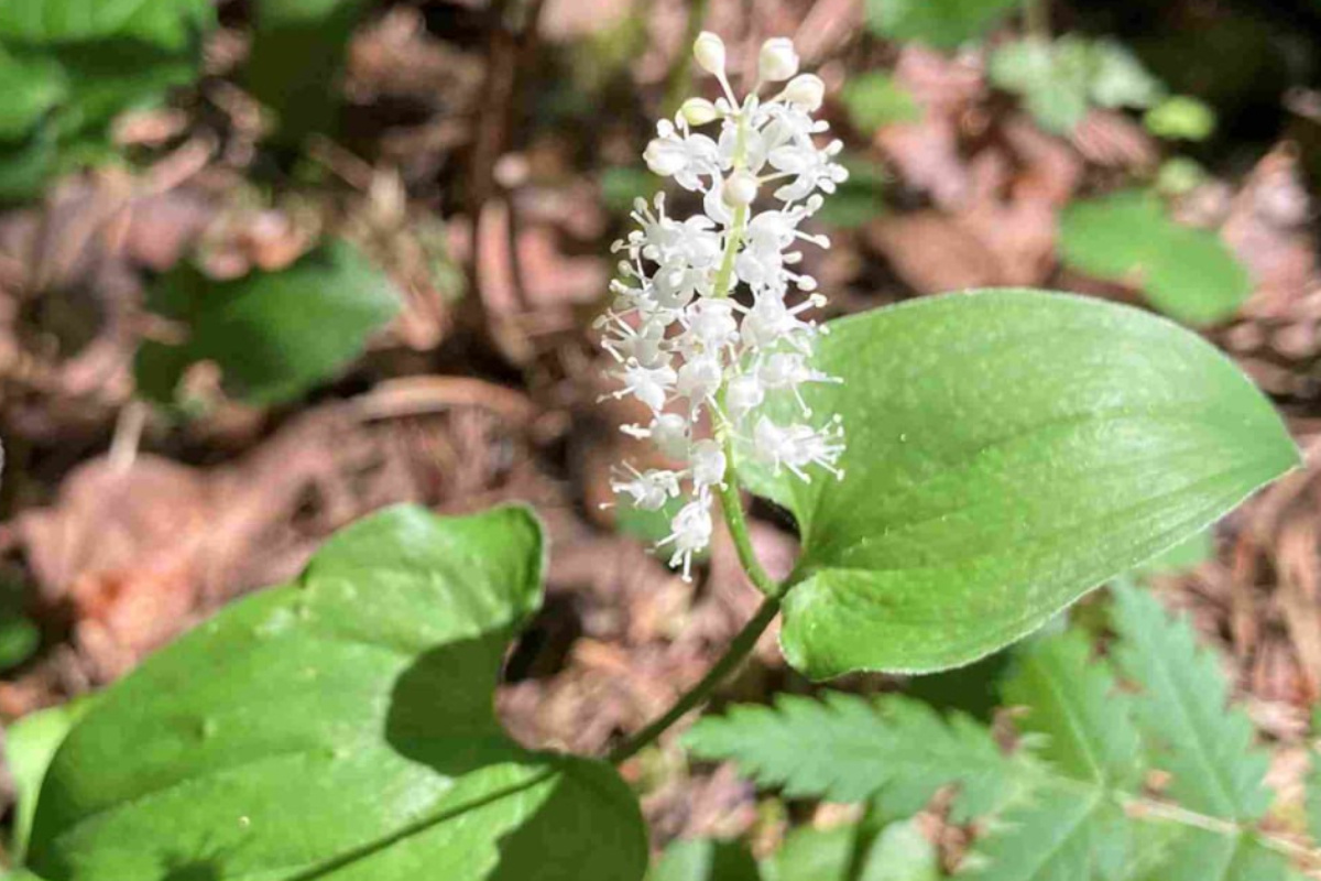    Фото: нацпарк «Таганай»
