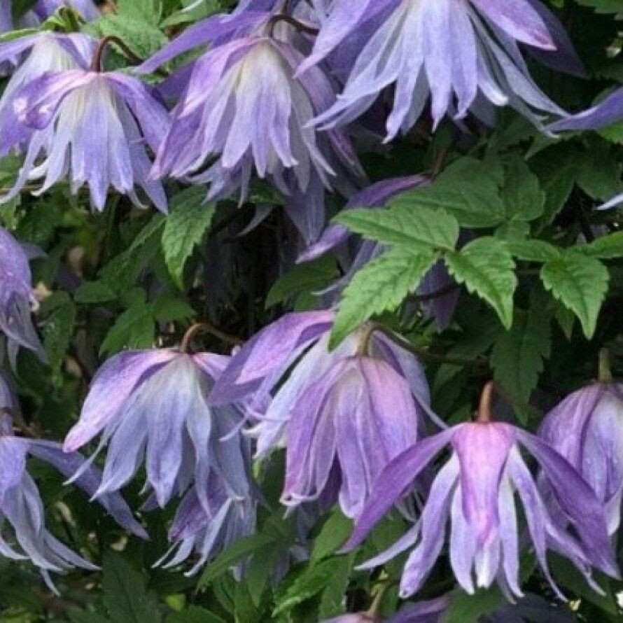 Княжик Виолет Сюрпрайз