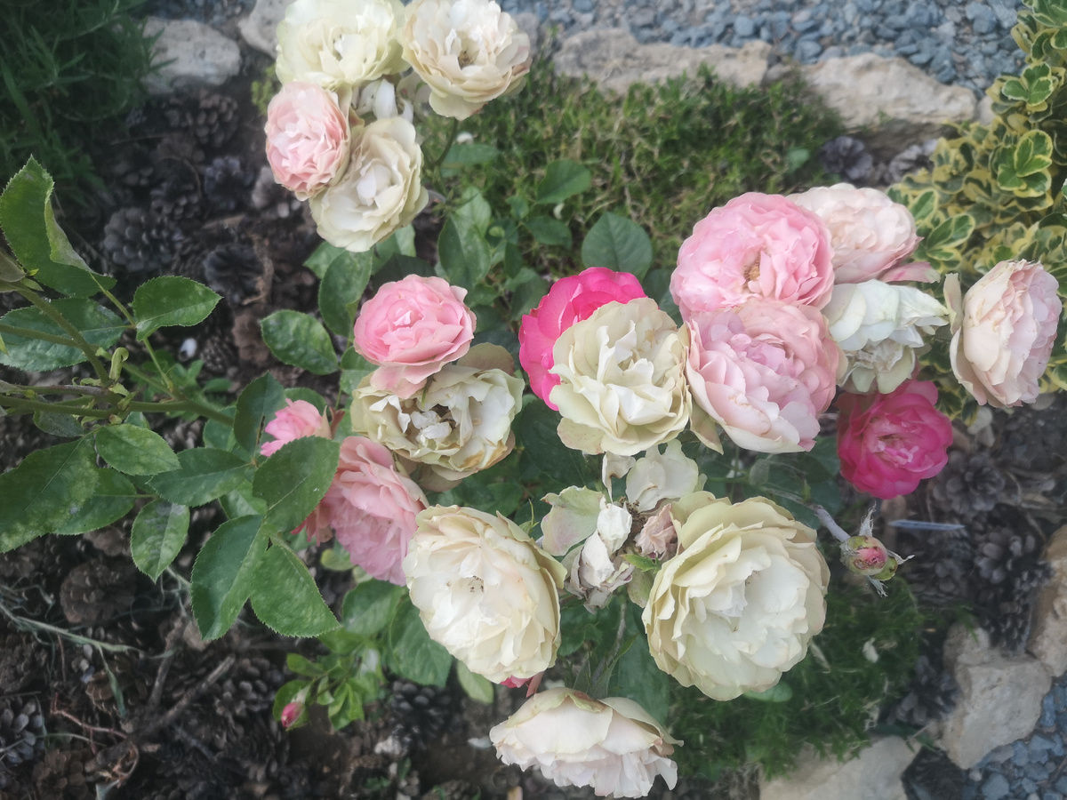 Роза Акрополис. Просто для картинки