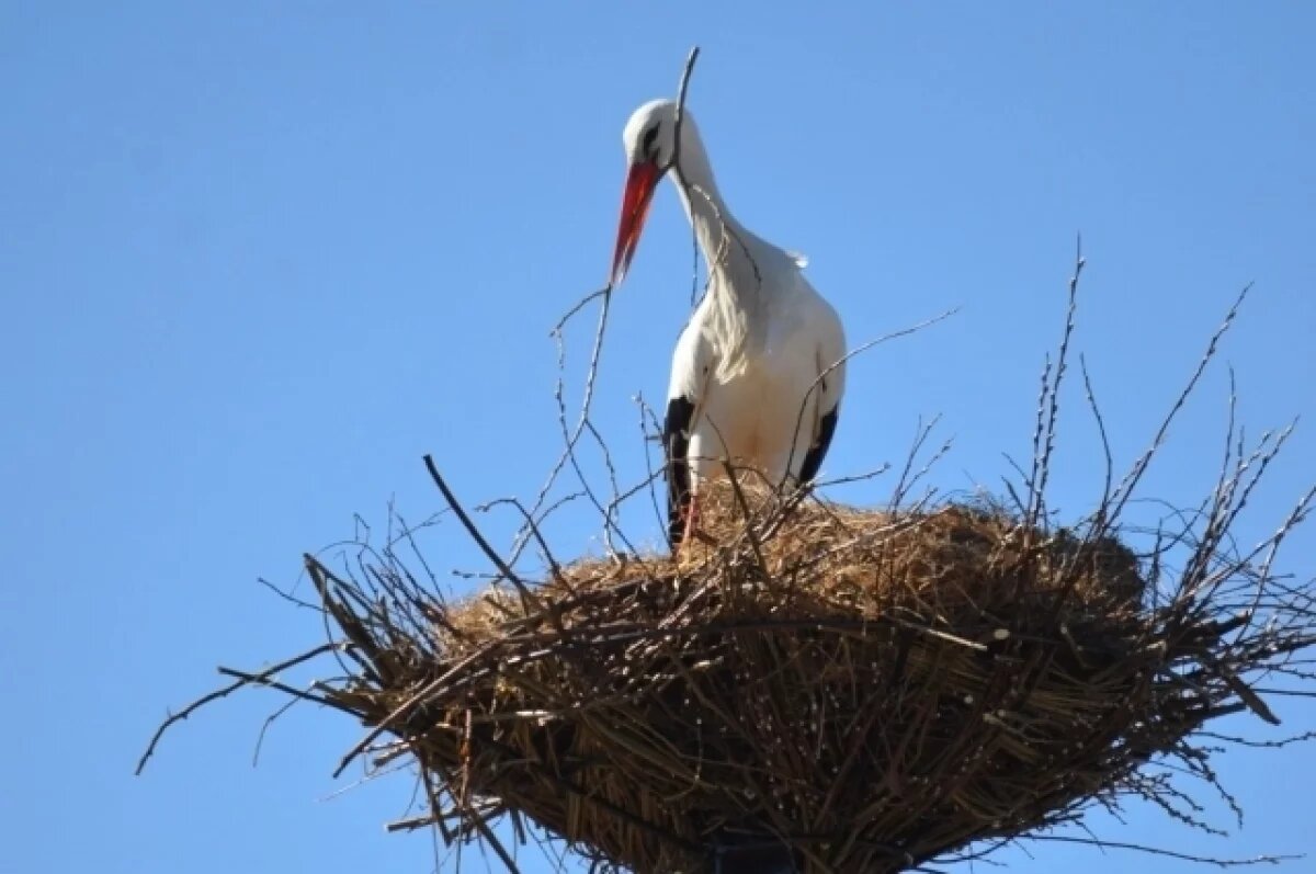    Фото для иллюстрации.