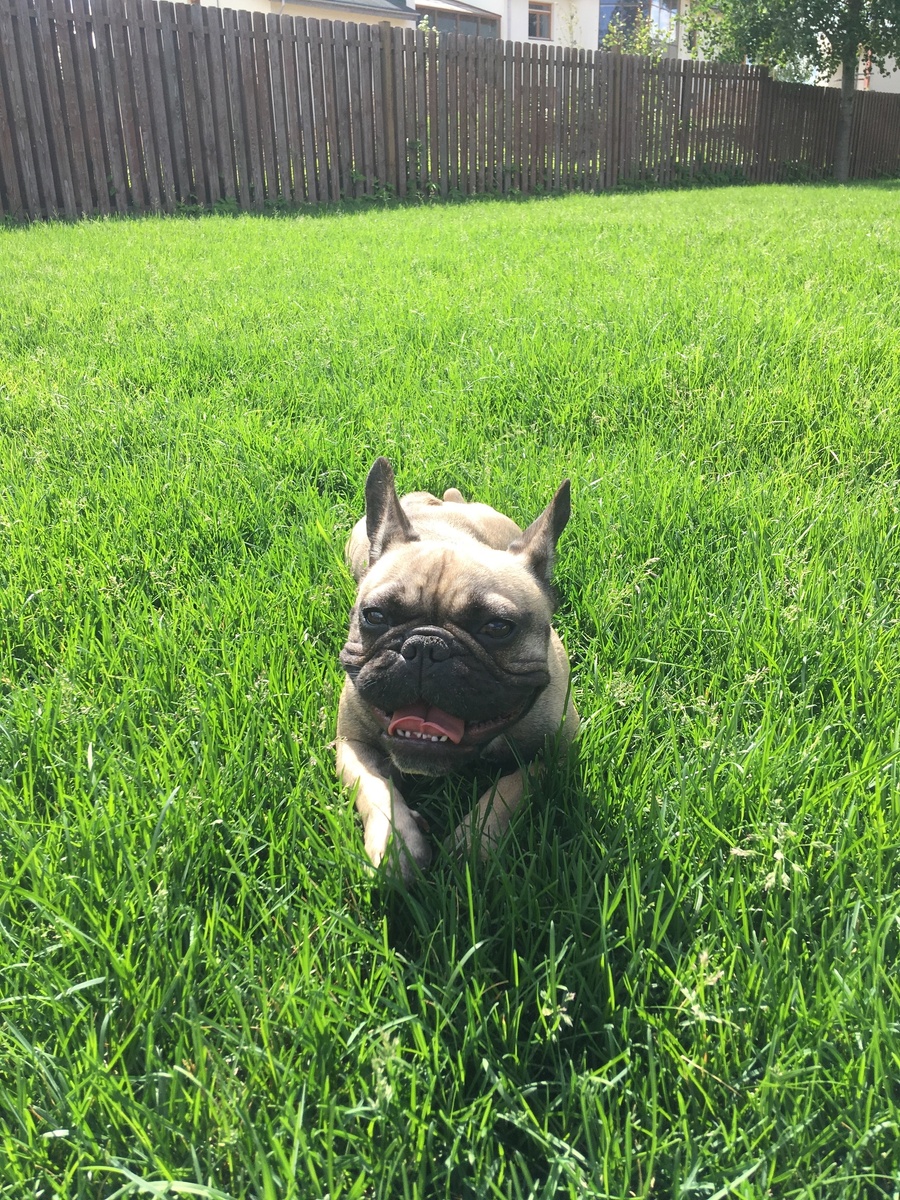 МО, Дмитровский район КП Пестово 770м2