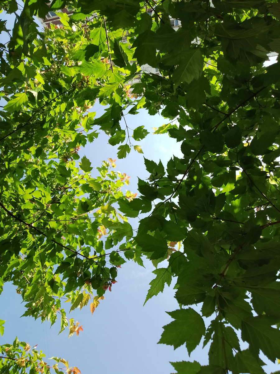 Фото автора. Мысли на природе