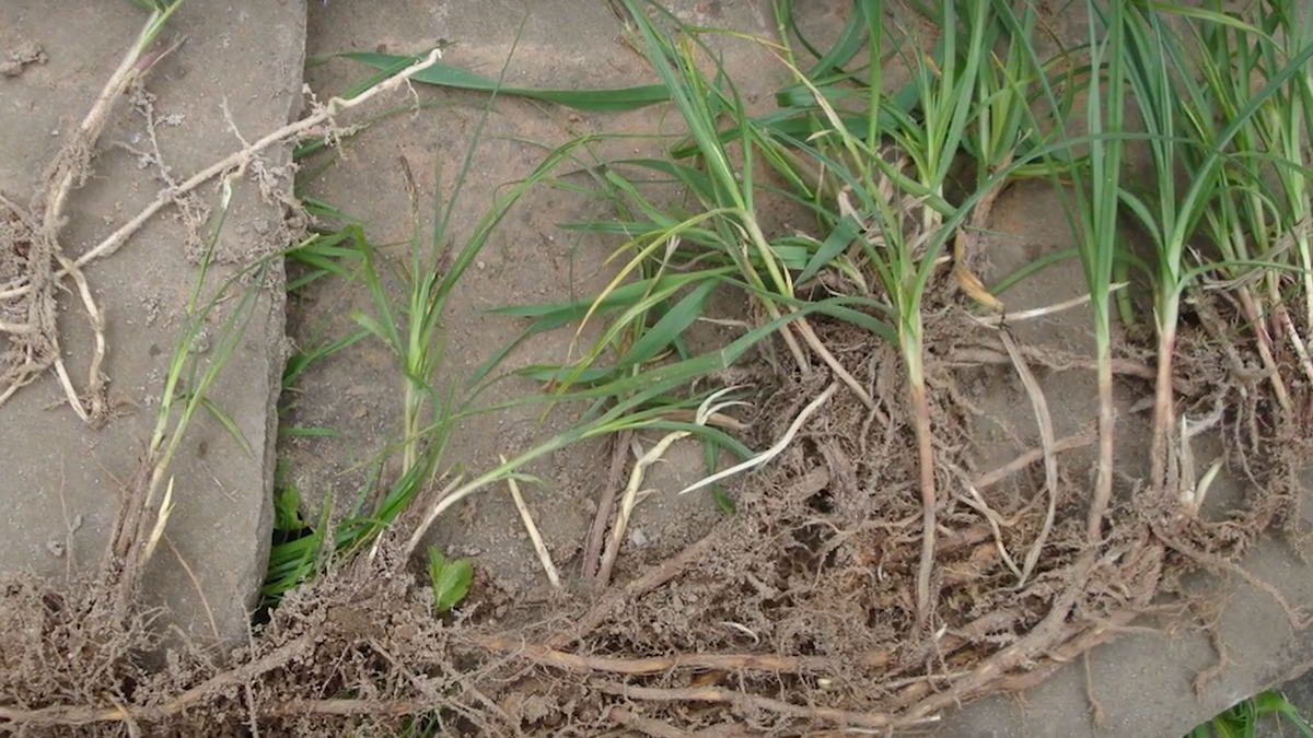 Вот такое корневище пырея я выкопал 