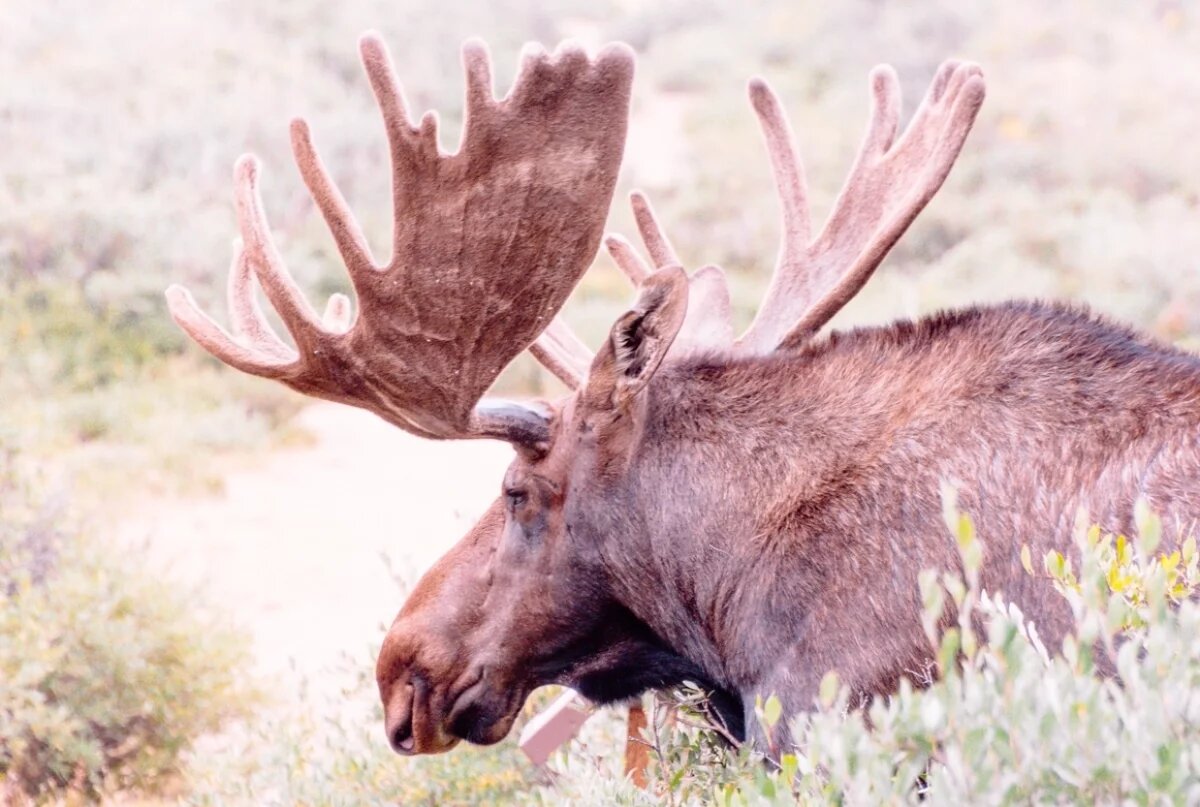    На саратовских дорогах водители в минувшие выходные сбили 5 лосей