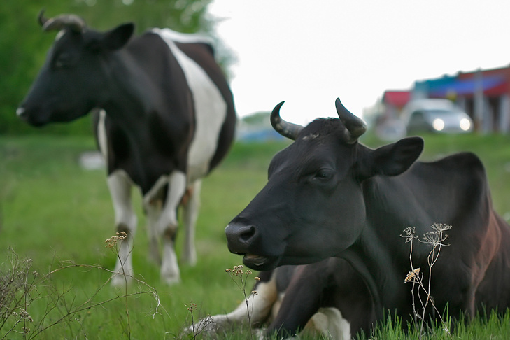    Фото Андрея Заржецкого