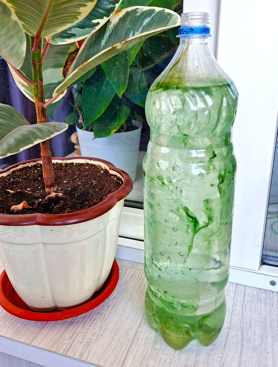 Вода для полива комнатных растений