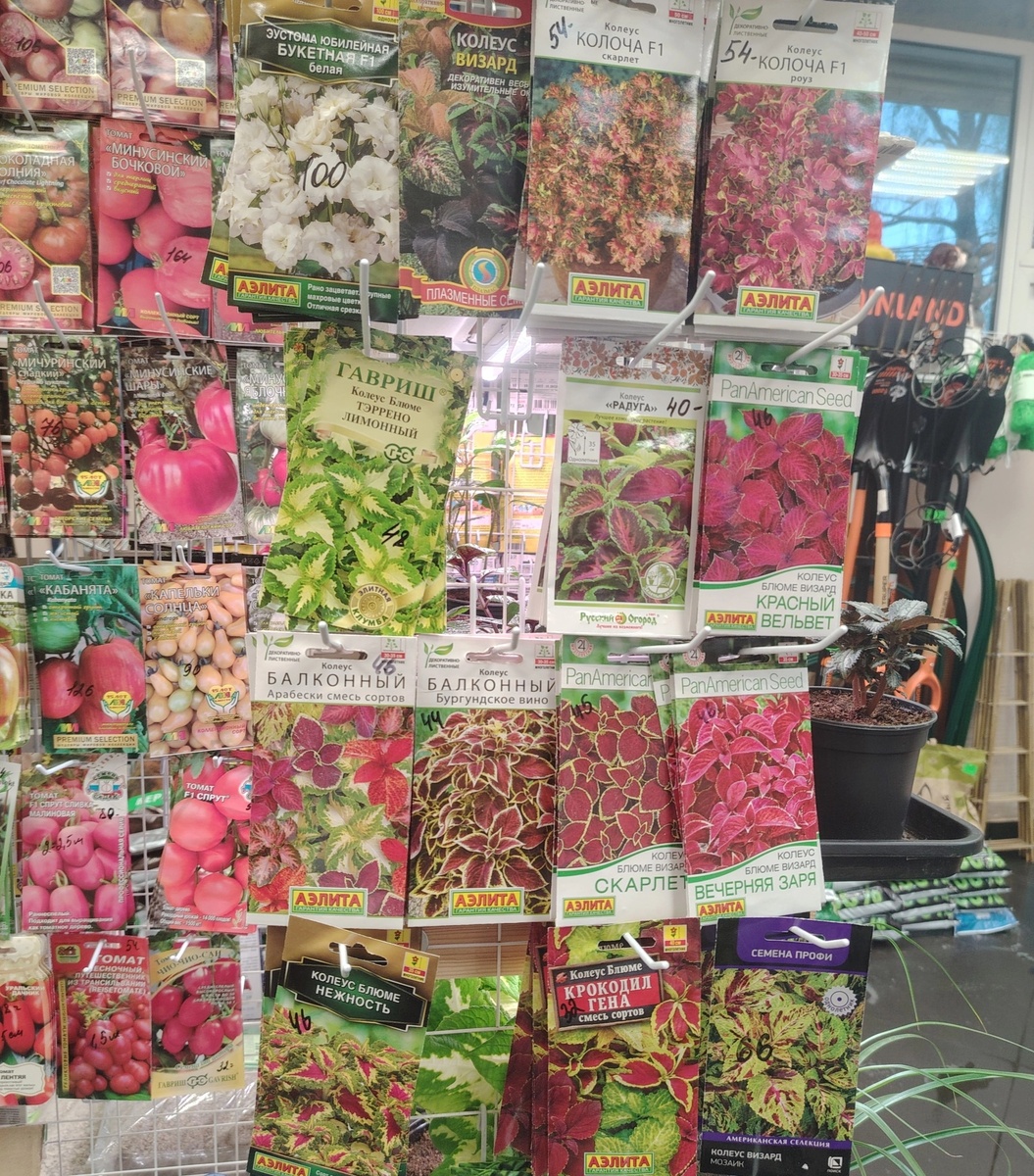 Весенний ассортимент колеуса в магазине семян