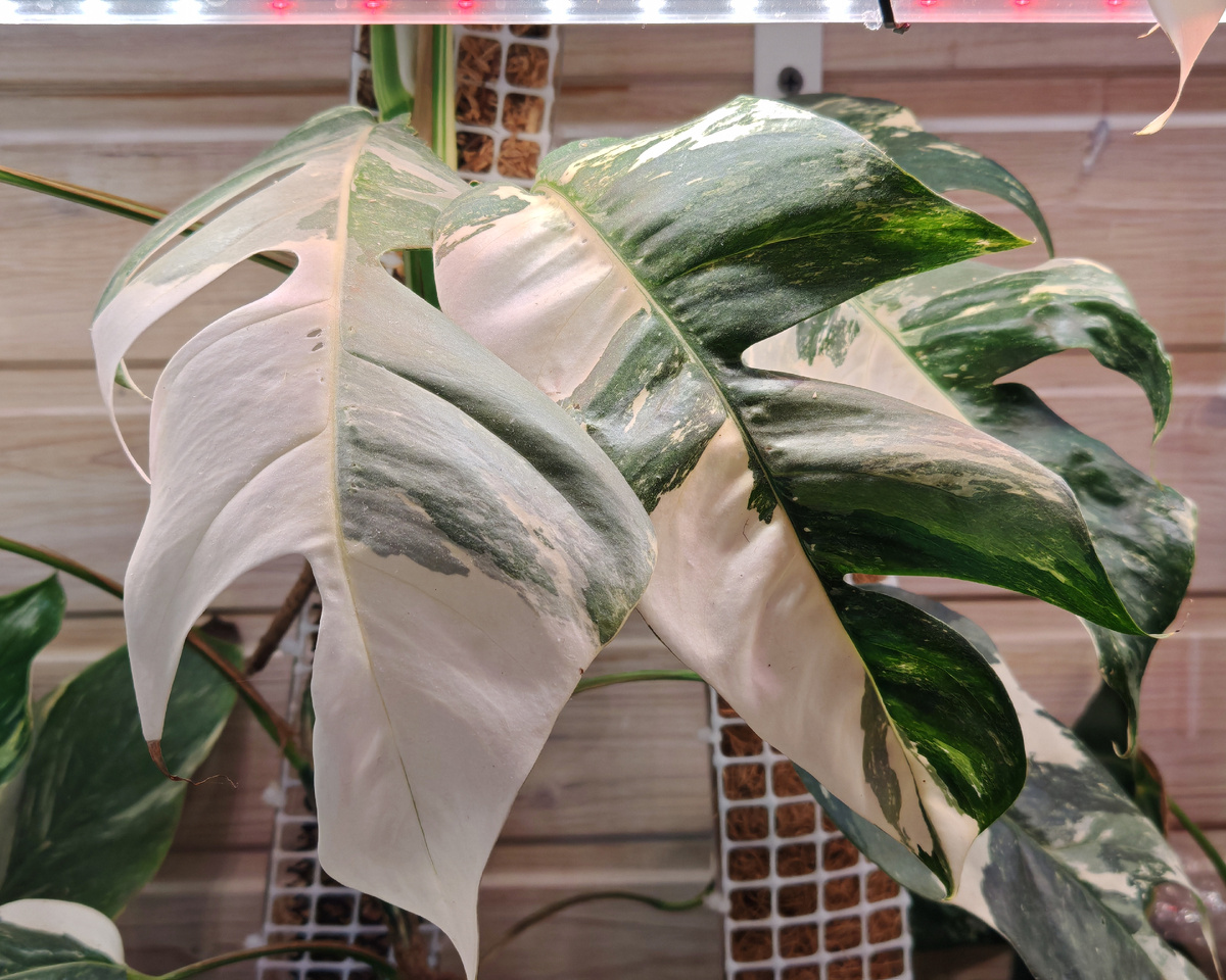 Эпипремнум пинатум вайт 