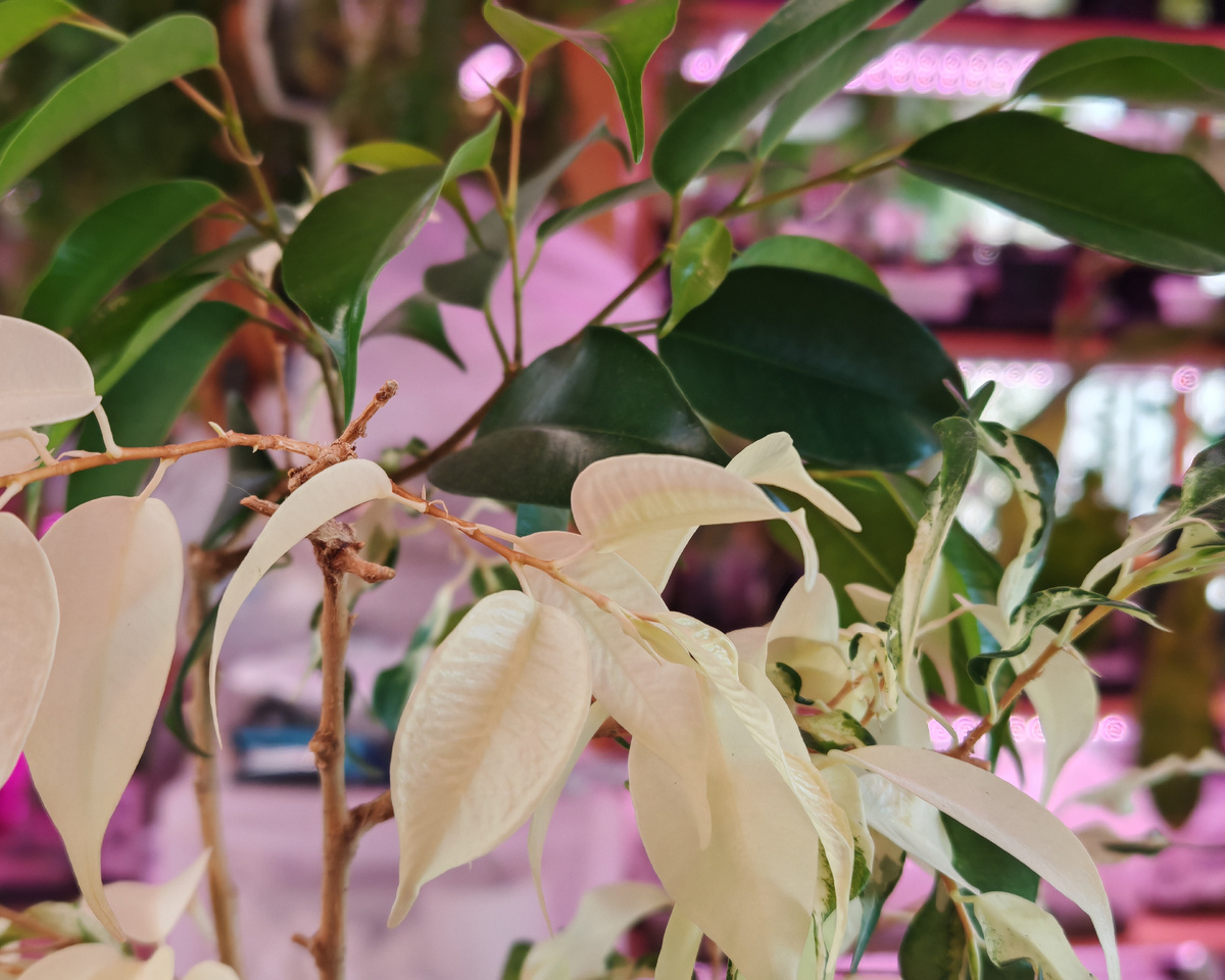 Этому фикус у Кёрли надо будет вырезать и чисто белые, и число зелёные ветви