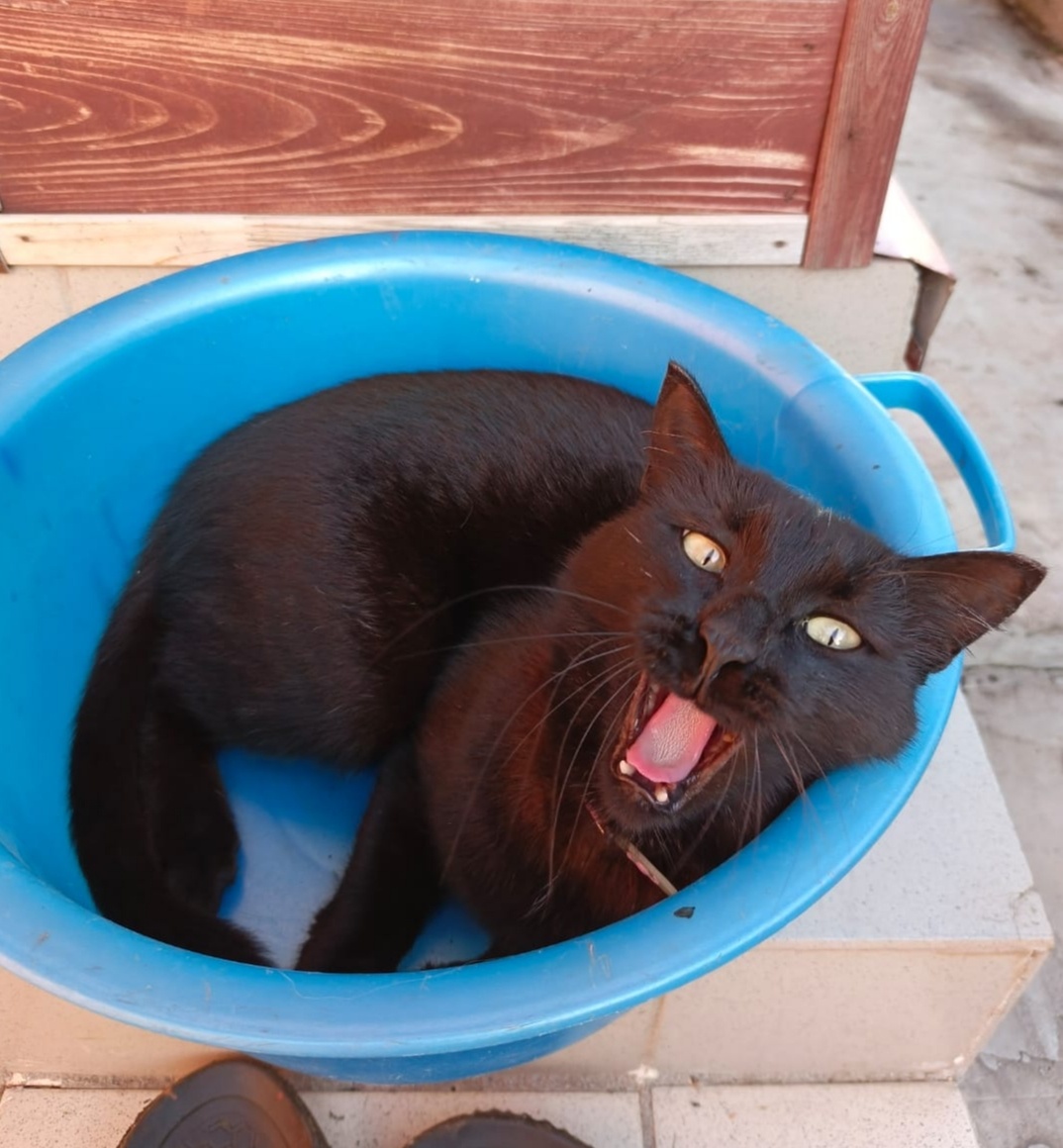 Кот родителей Гога😻