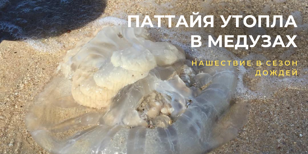 «Апокалипсис из желе»: тысячи медуз оккупировали Паттайю — бежать ли туристам?