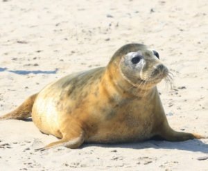    Фото: АНО «СЕРДЦЕ МОРЕЙ»