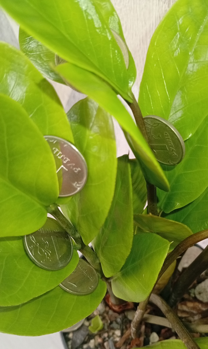 💵 в доме не водятся, а небольшой замиокулькас есть. Поэтому на нем и  рублёвый монетки 👍