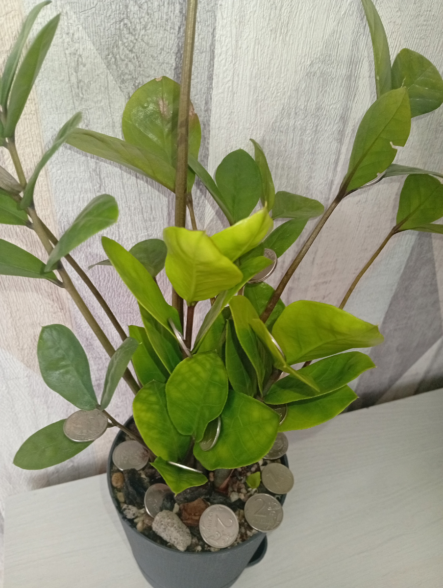 Какое растение, такие и деньги 🙈