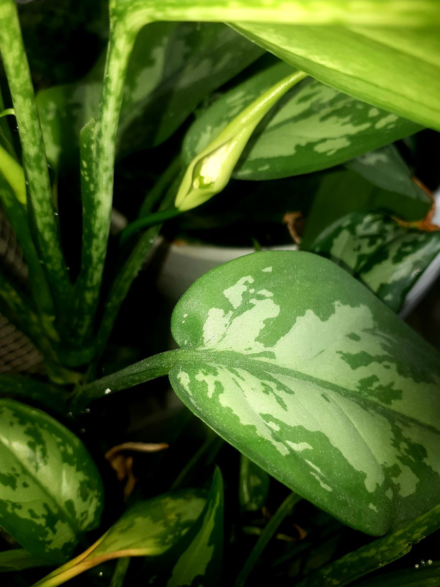 ФОТО АВТОРА СТАТЬИ ИЮНЬ 2025г.