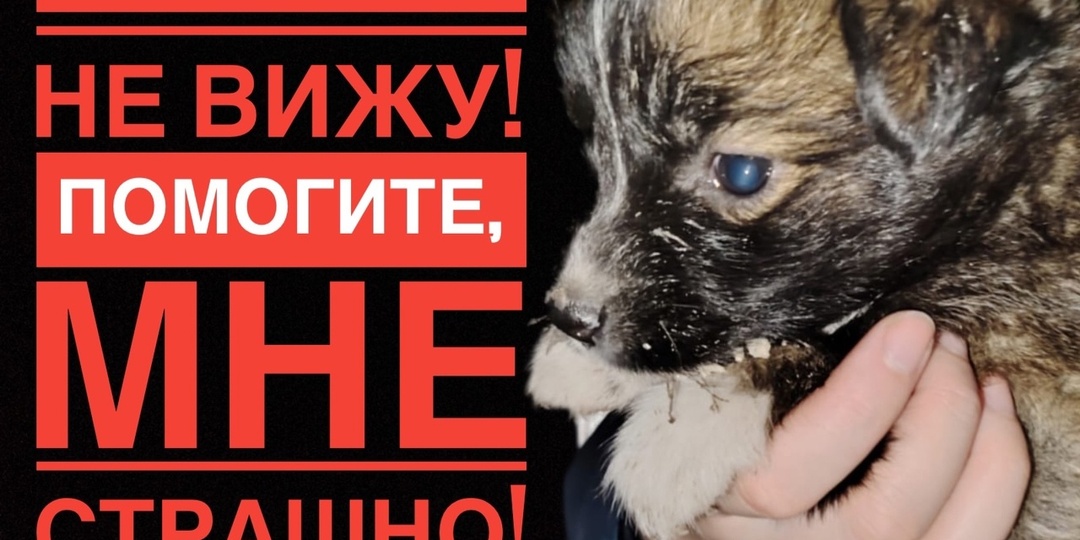 Когда мучения животных - воочию… Единственное, что ты хочешь сделать - ПОМОЧЬ!