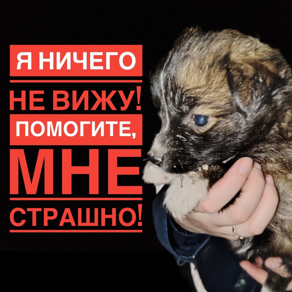  Без помощи врачей или приюта, щенку конец. 