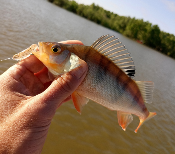 Окунь на отводной поводок.