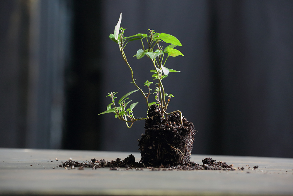 Вьюн в роли калины. фото: Михаил Ванеев