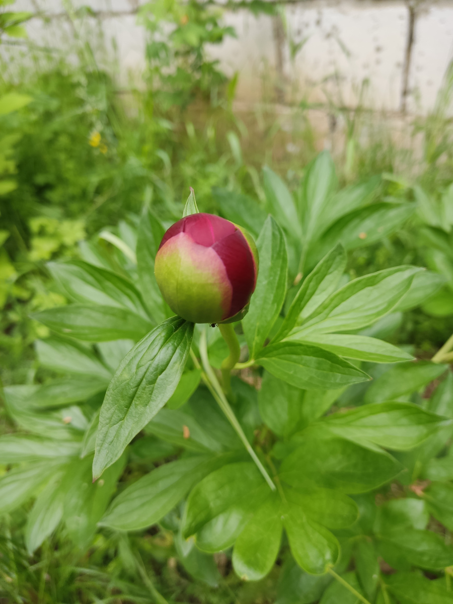 На даче, между тем, обещал распуститься пион, а я всё никак не доеду посмотреть. 