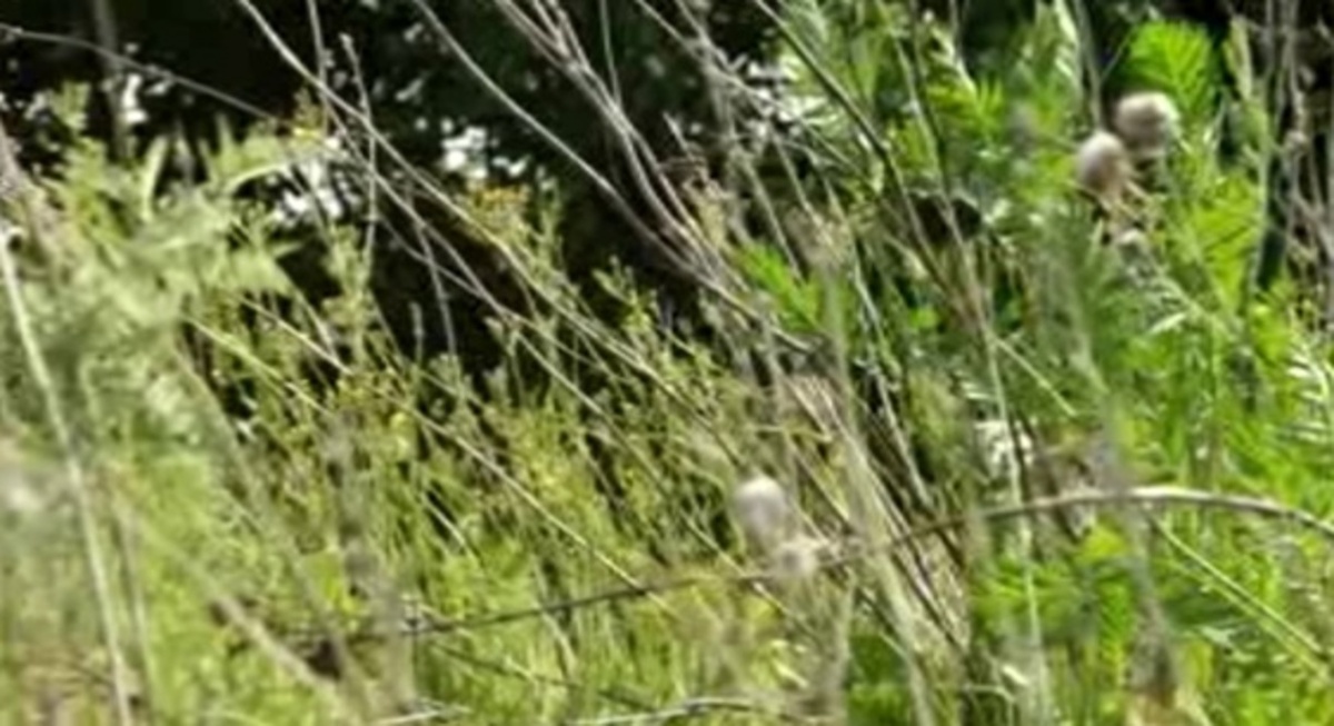    Надзорные органы следят за порядком на курских сельхозугодьях