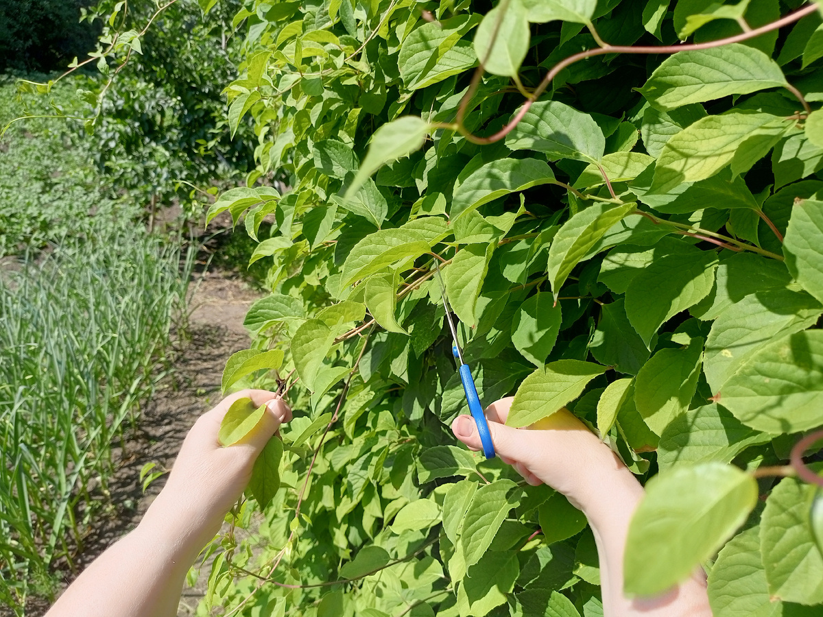 Фото автора.Вид снаружи беседки.