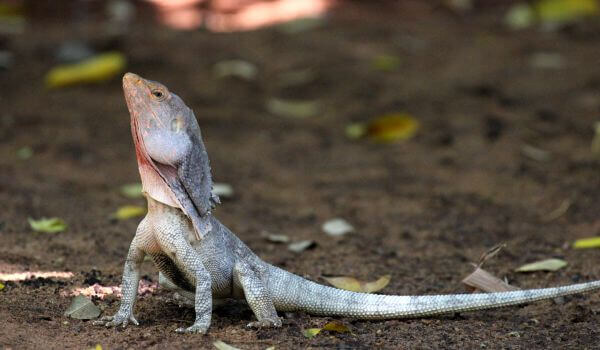 В обычной жизни – сама элегантность! 🦎 Когда плащ сложен, ящерица демонстрирует свою грацию и умение сливаться с окружающей средой