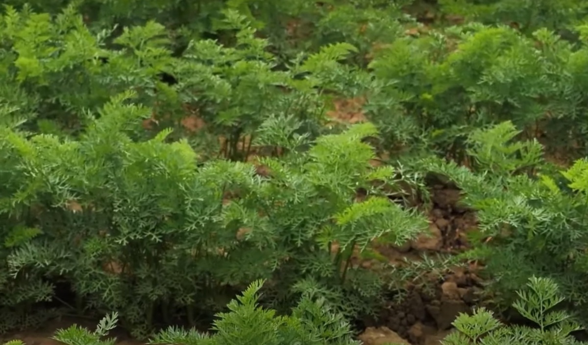 Морковь наращивает ботву:  Обязательные процедуры для крупного и сладкого урожая