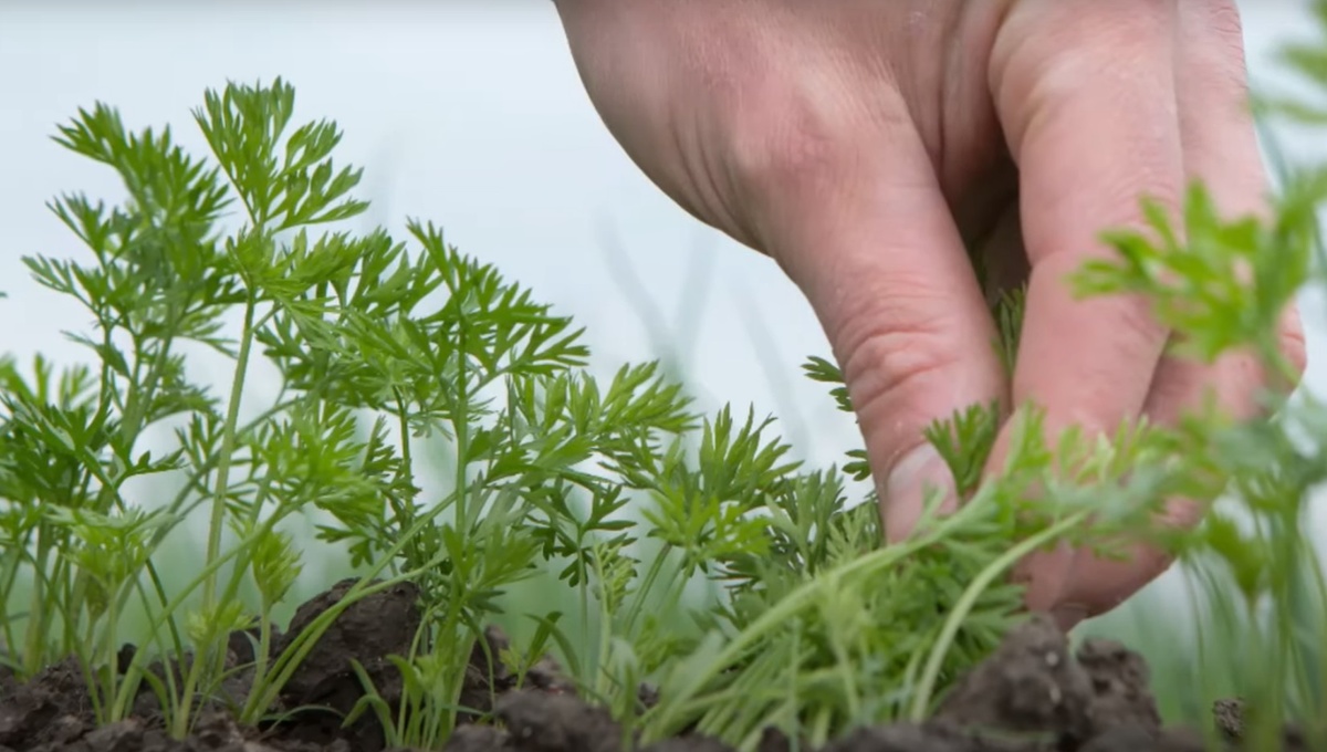 Морковь наращивает ботву:  Обязательные процедуры для крупного и сладкого урожая