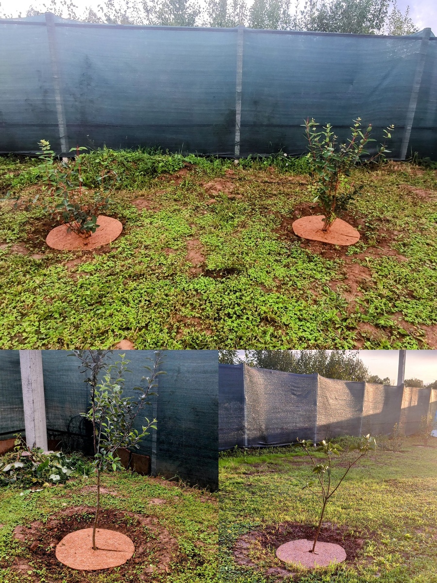 Посадка жимолости