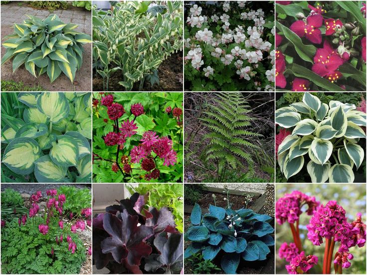 Растения для полутени