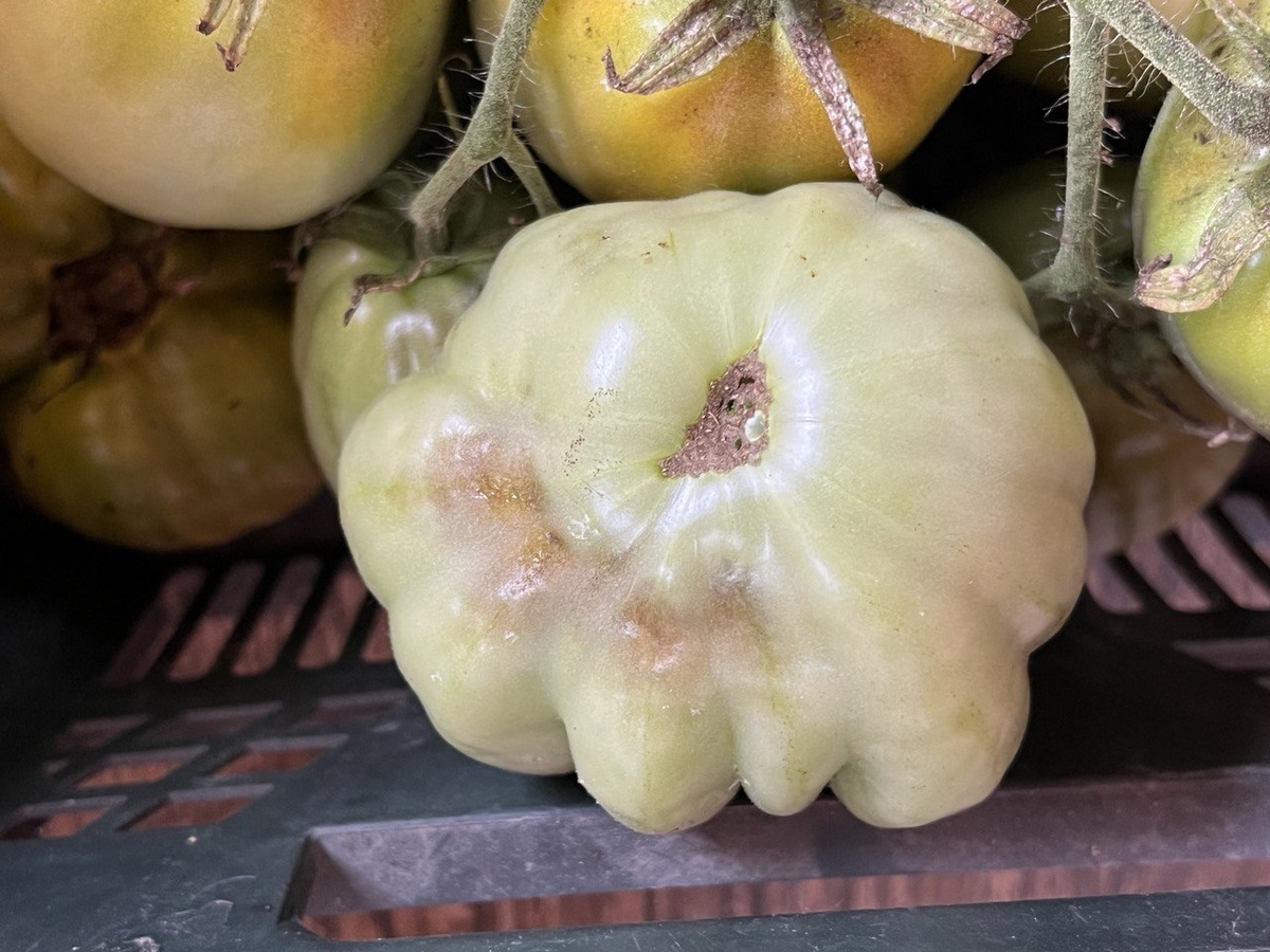 Фитофтороз на томатах. Фото автора канала Дом с кипарисами