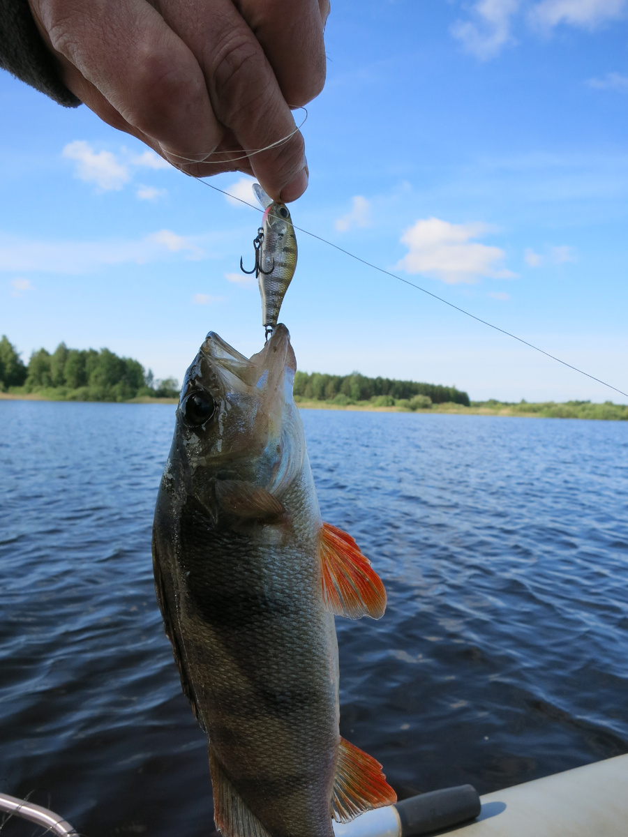 Оригинальные Khamsin от Zip Baits его вполне устраивают....