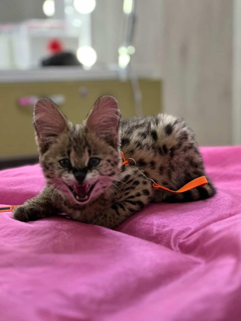    Фото: Амур.инфо