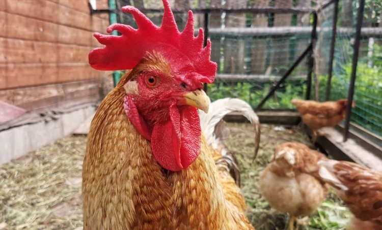    Новаторский тест на бумажной основе упрощает диагностику птичьего гриппа