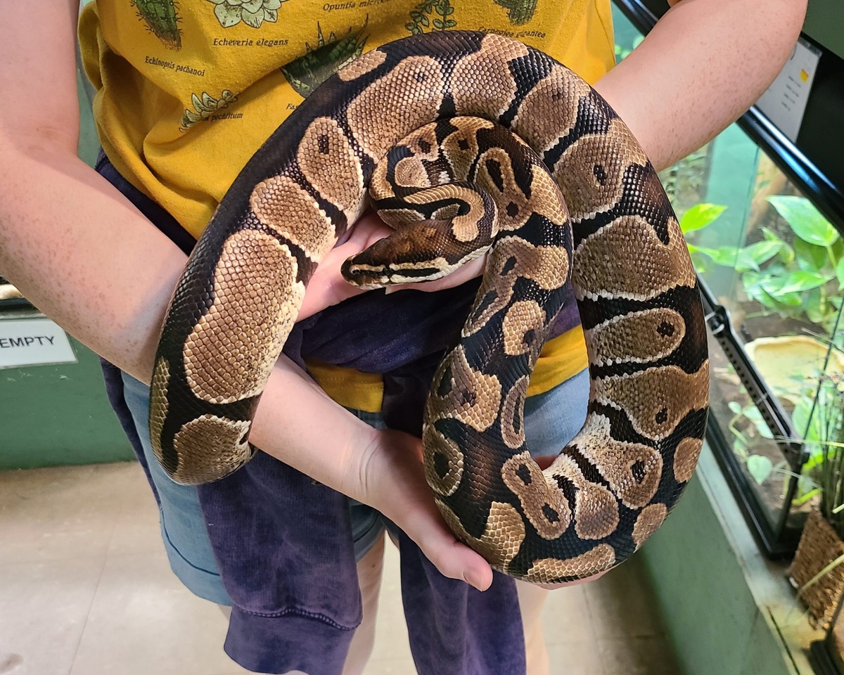 Королевское спокойствие и чарующая красота! 🐍👑 Готовы познакомиться с одной из самых популярных змей для домашнего содержания?