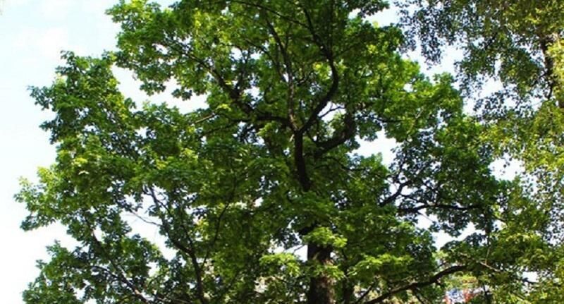    Фото М. Аргир