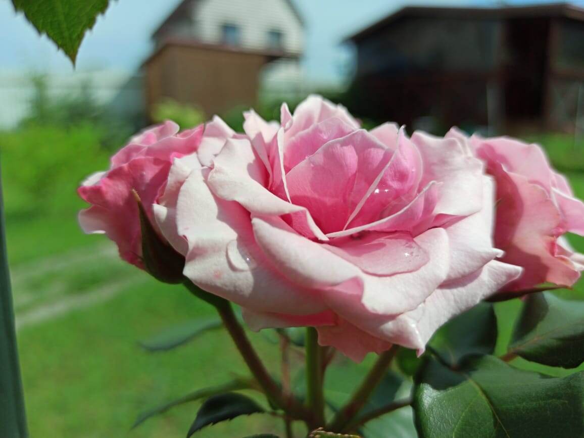 Роза красавица