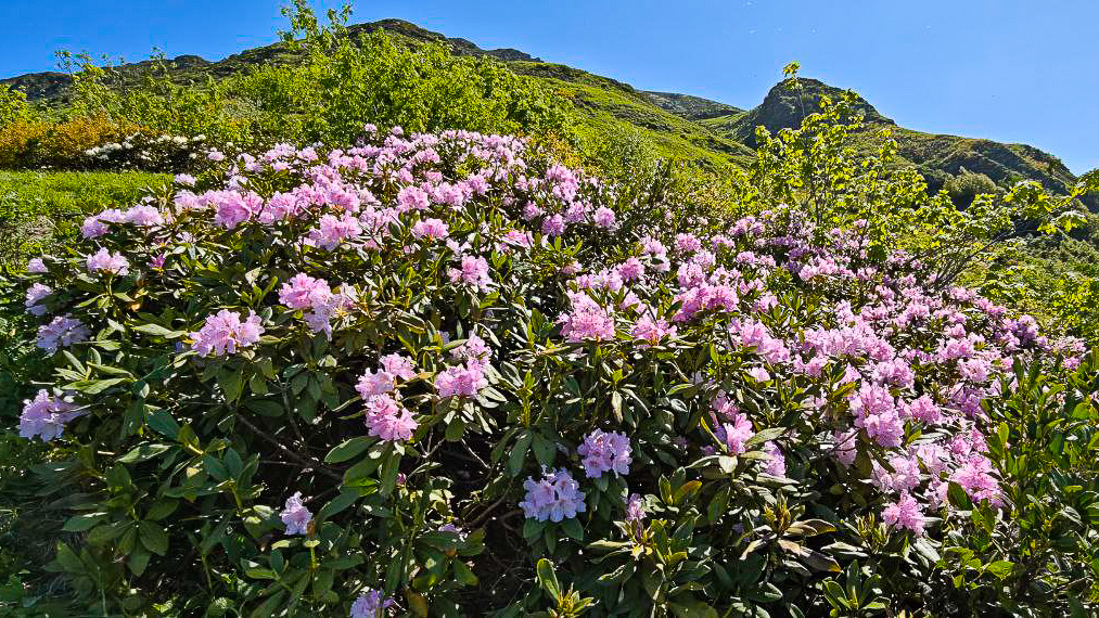 Гибридные рододендроны имеют свою прелесть и неповторимость