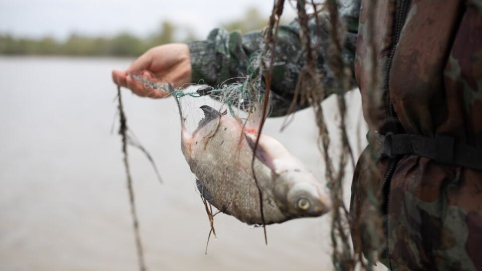    Рыба. Сеть. Рыбалка. Источник: Анна Меньшикова
