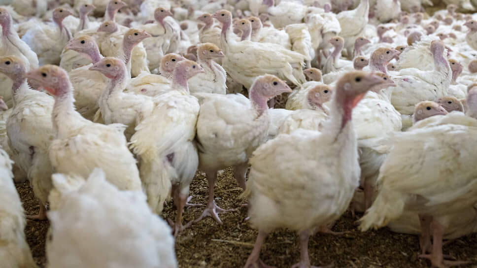 Фото: Олег Харсеев / Коммерсантъ