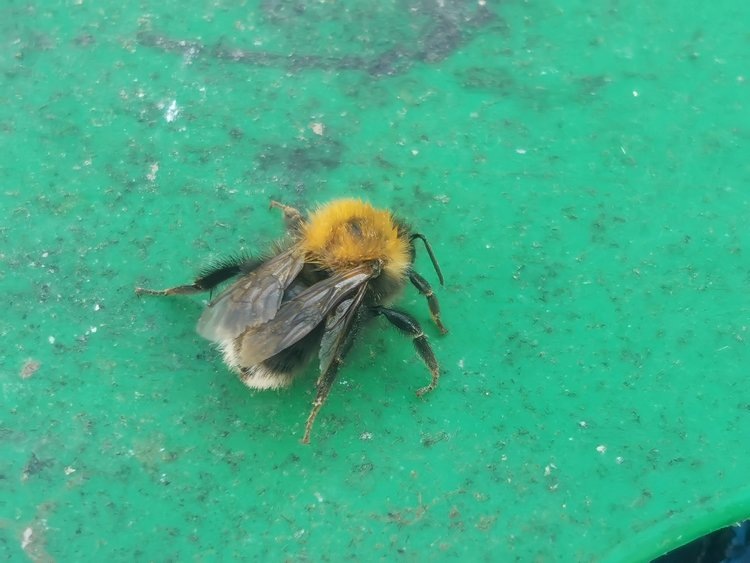    Сочетание полезных насекомых с обработкой сада