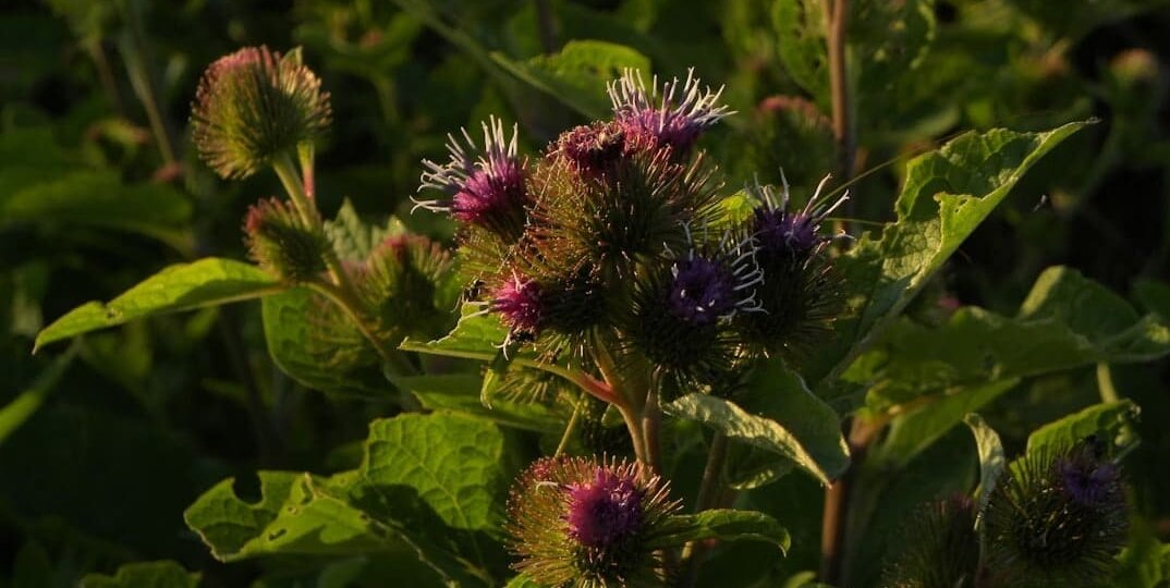 Листья лопуха помогли справиться с диабетом и золотистым стафилококком