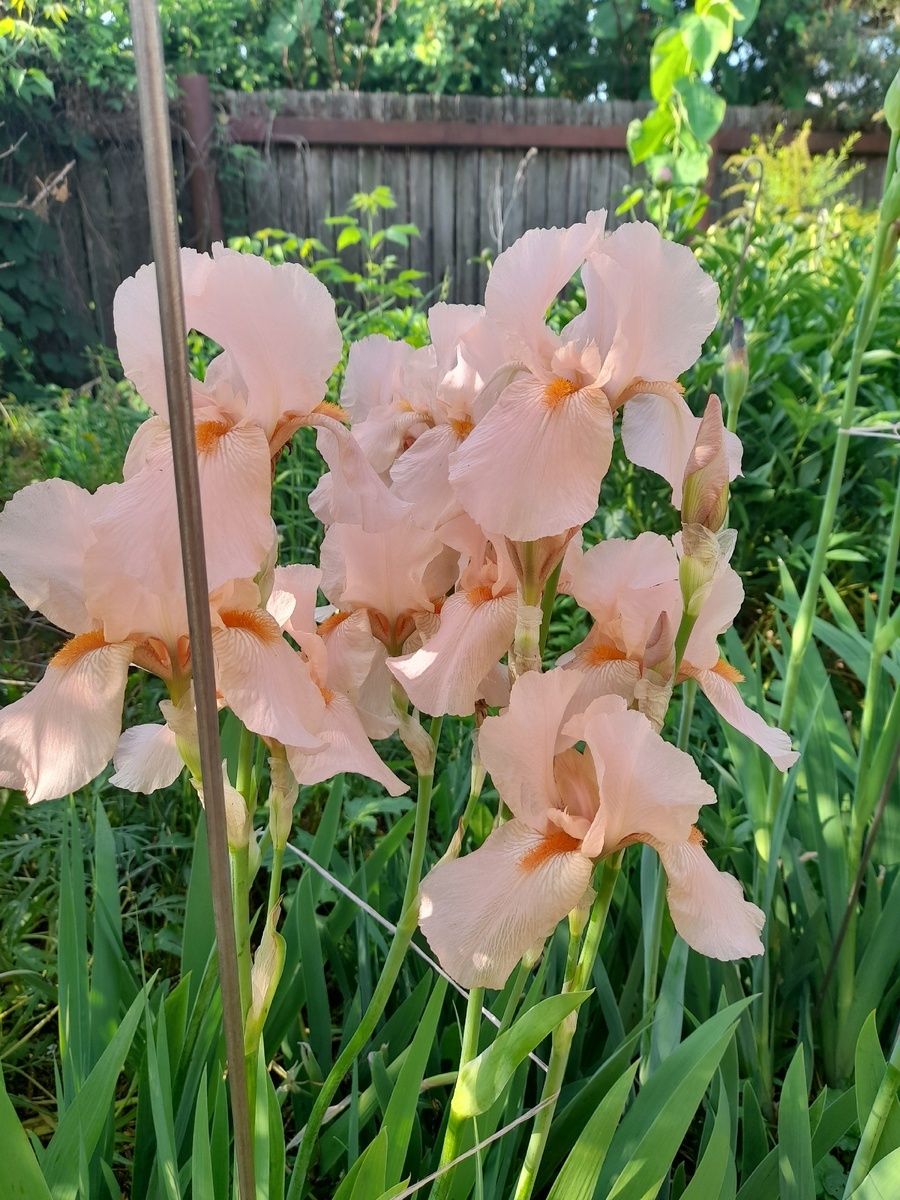 Ирис Пинк Таффетe (Pink Taffete ). Максимальное цветение этого сорта